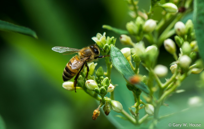 Обои картинки фото животные, пчелы,  осы,  шмели, пчела