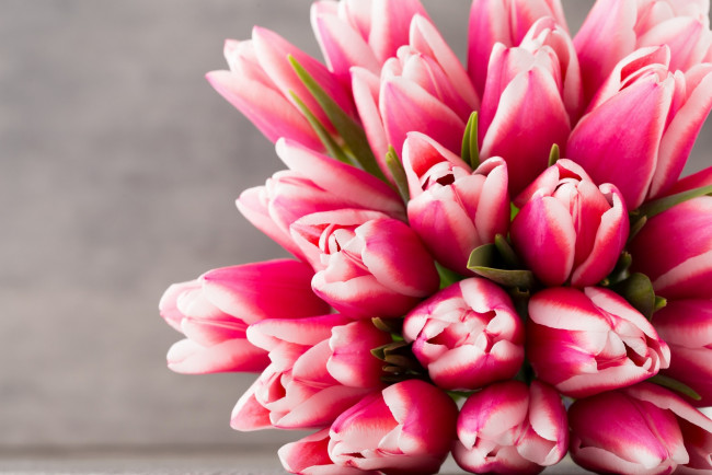 Обои картинки фото цветы, тюльпаны, розовый, цвет