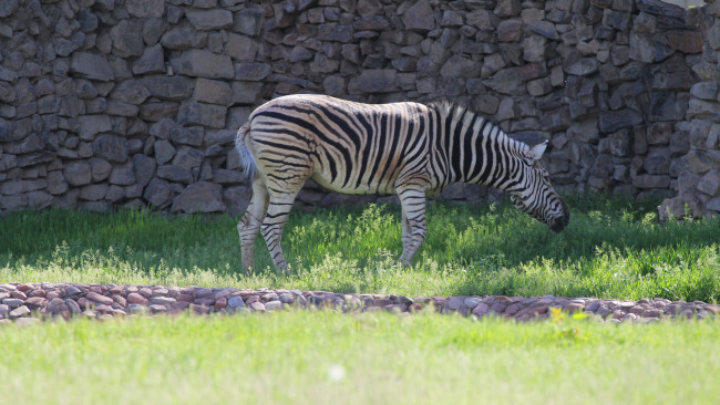 Обои картинки фото животные, зебры, зебра, стена, трава