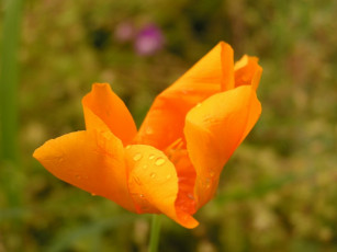 Картинка цветы эшшольция