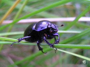 Картинка жук навозник животные насекомые