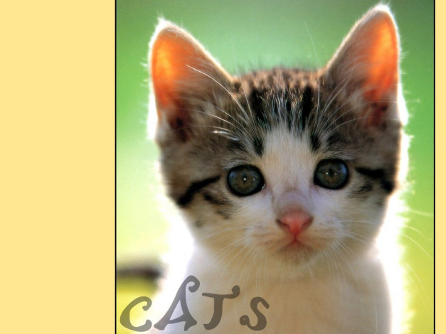 Обои картинки фото животные, коты