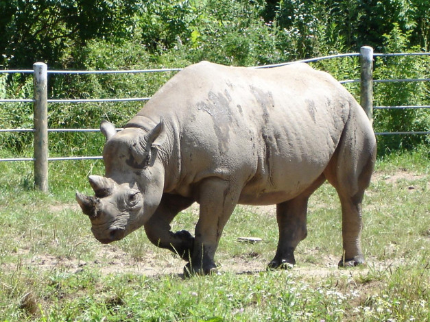Обои картинки фото животные, носороги