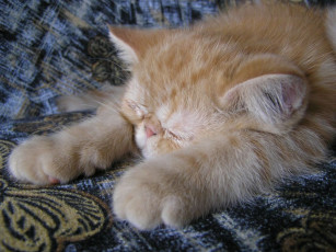 Картинка навязчивая сонливость животные коты