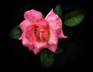 Картинка цветы розы листья лепестки розовые