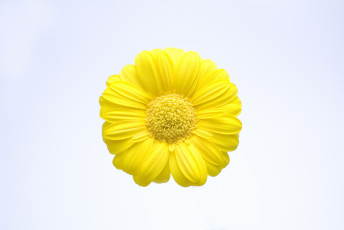 Картинка цветы жёлтые лепестки
