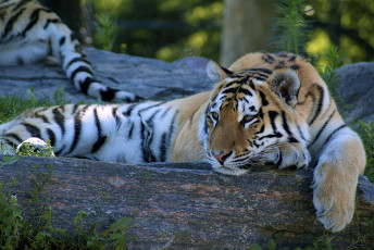 Картинка животные тигры отдых полосатый хищник