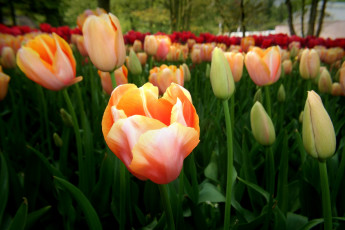 Картинка цветы тюльпаны бутоны оранжевый много