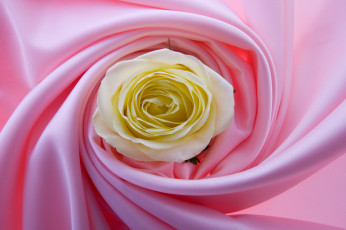 Картинка цветы розы жёлтые лепестки розовый ткань