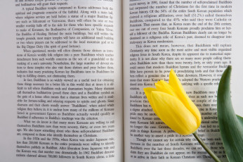 Картинка цветы тюльпаны листья лепестки книга