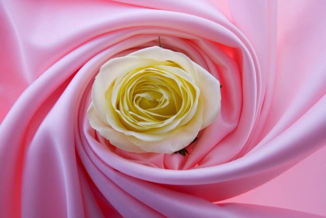 Обои картинки фото цветы, розы, жёлтые, лепестки, розовый, ткань