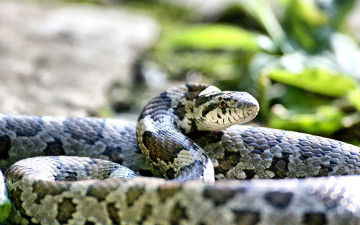 Картинка eastern milk snake животные змеи питоны кобры красивая змея