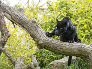 Картинка животные пантеры интерес дерево черный ягуар