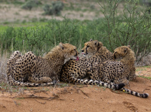Картинка животные гепарды семья