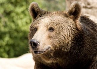 Картинка животные медведи морда бурый медведь