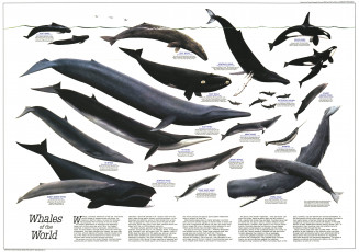 Картинка мир китов разное канцелярия книги киты