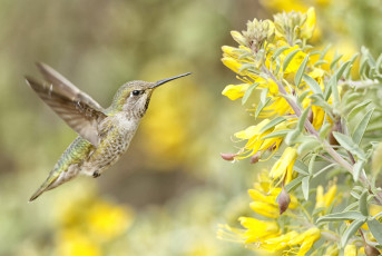 Картинка животные колибри кроха полет цветы