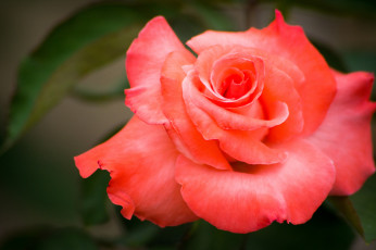 Картинка цветы розы королева лепестки