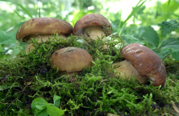 Картинка природа грибы семейка боровики