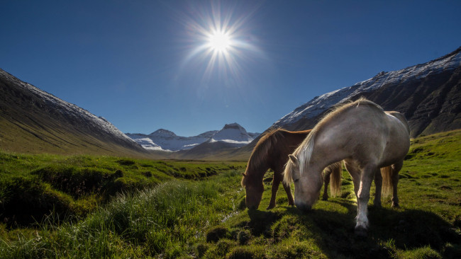 Обои картинки фото животные, лошади, солнце, луг, горы, исландия