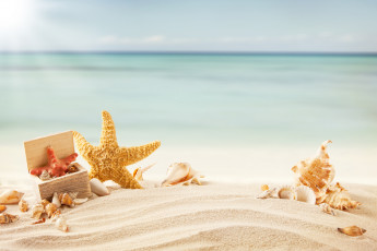 обоя разное, ракушки,  кораллы,  декоративные и spa-камни, starfish, тропики, море, пляж, песок, морская, звезда, tropics, sea, beach, sand, shells