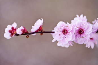 Картинка цветы сакура +вишня ветка розовые