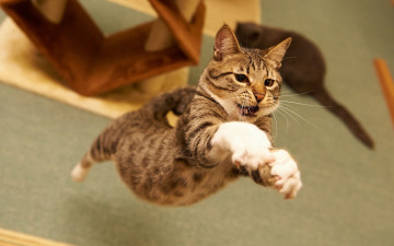 Картинка животные коты прыжок
