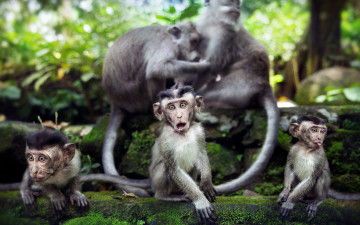 Картинка животные обезьяны взгляд