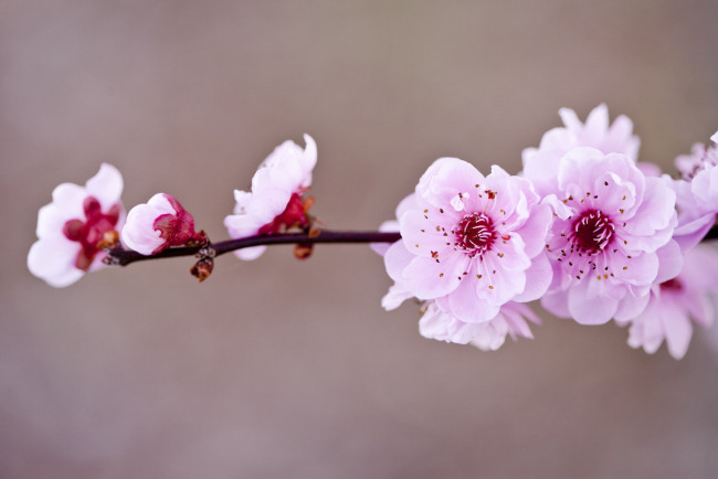 Обои картинки фото цветы, сакура,  вишня, ветка, розовые