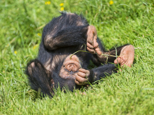 Картинка животные обезьяны шимпандзе приматы