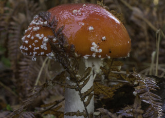 Картинка природа грибы +мухомор мухомор макро гриб