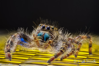 Картинка животные пауки макро паук лапки глазки джампер