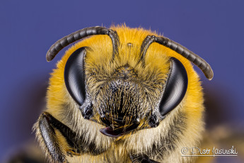 Картинка животные пчелы +осы +шмели фон макро портрет