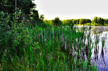 Картинка карелия природа реки озера лес заросли озеро