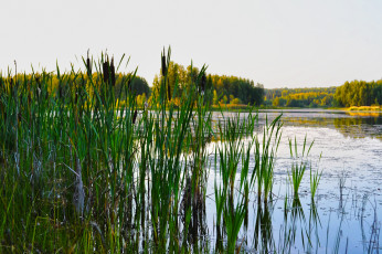 Картинка карелия природа реки озера заросли лес озеро