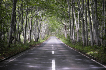 Картинка природа дороги дорога деревья