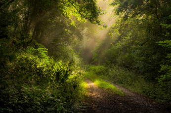 Картинка природа дороги тропинка лес