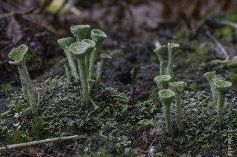 Картинка природа грибы макро зелёные