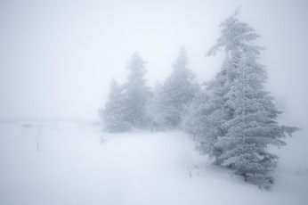 Картинка природа зима снег ели туман