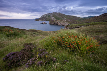 Картинка природа побережье море цветы трава бута