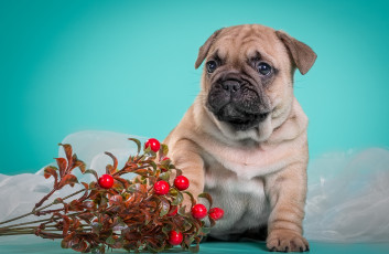 Картинка животные собаки французский бульдог пёсик щенок милый брусника