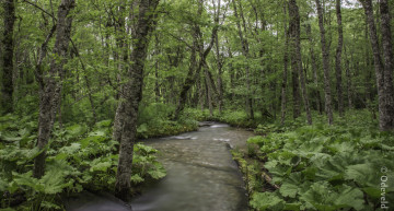 Картинка природа реки озера деревья ручей лес
