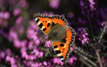 Картинка животные бабочки +мотыльки +моли бабочка вереск крылья насекомое