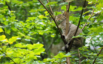 Картинка животные дикие+кошки лесная кошка дикая спящая сон дерево на дереве