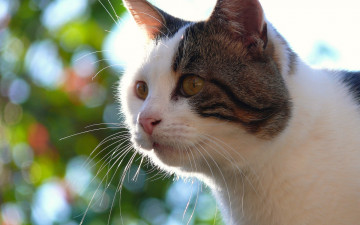 Картинка животные коты кот кошка мордочка взгляд