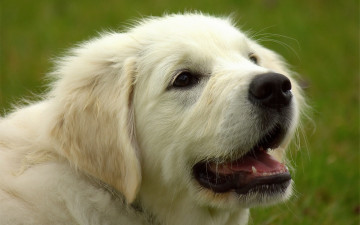 Картинка животные собаки золотистый ретривер голден собака морда