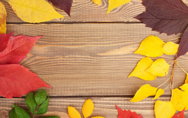 Обои картинки фото природа, листья, wood, texture, leaves, colorful, дерево, осенние, autumn