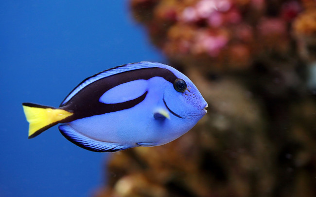 Обои картинки фото животные, рыбы, синяя, рыбка, коралл