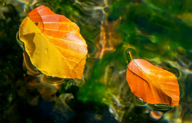 Обои картинки фото природа, листья, вода, осень