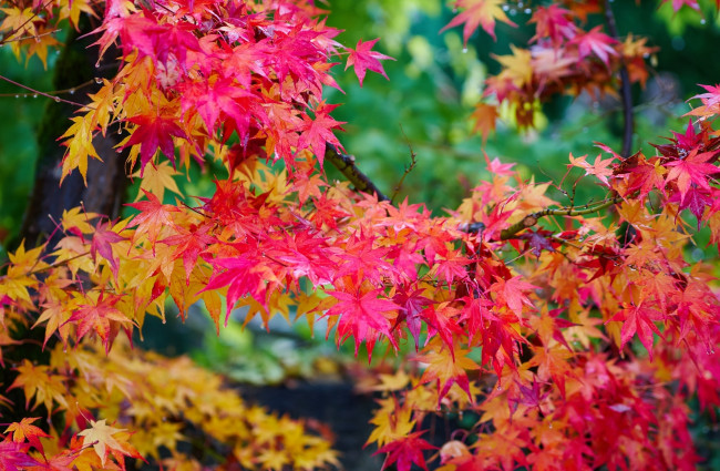 Обои картинки фото природа, листья, клен, дерево, осень, багряный, яркий
